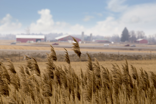 wheat field